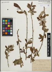 Foto von Salix pedicellata Desf.